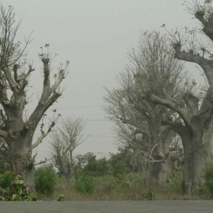 Les baobabs de Lomé Photo Gaëtan Noussouglo