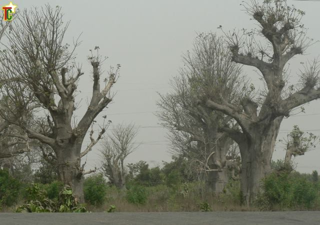 Les baobabs de Lomé Photo Gaëtan Noussouglo